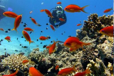 Scuba Diving for Beginners in Didim