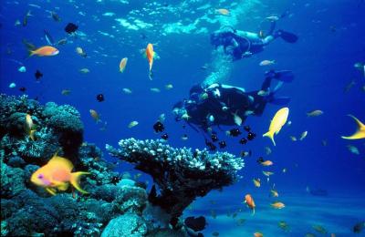 Full Day Diving Tour in the Mediterranean from Side with Lunch
