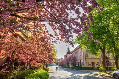 Sakura Viewing and Wine Tasting in Uzhgorod Sakura Viewing and Wine Tasting in Uzhgorod