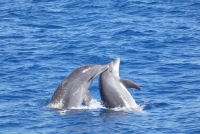 Whale & Dolphin Watching Boat Tour from Los Cristianos  Whale & Dolphin Watching Boat Tour from Los Cristianos