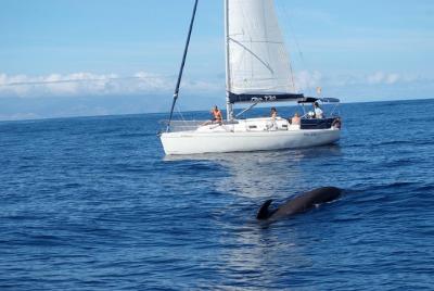 Whale and Dolphin Watching Sailing Boat with Drinks, Snacks and S Whale and Dolphin Watching Sailing Boat with Drinks, Snacks and S