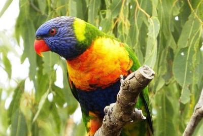 Rainbow Parrot Nature Park in Port Vila Rainbow Parrot Nature Park in Port Vila