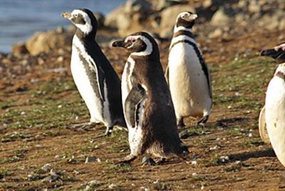 Guided Hike at the Penguin Colony in Ushuaia Guided Hike at the Penguin Colony in Ushuaia