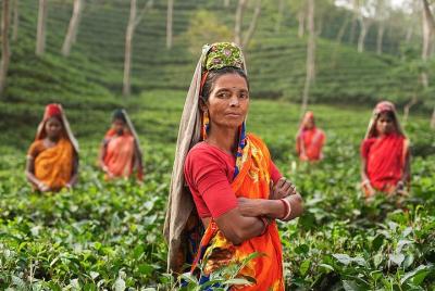3-Day Srimangal Tour 3-Day Srimangal Tour