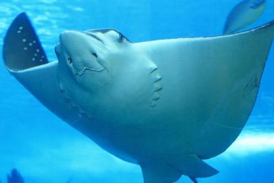 Belize Hol Chan Marine Reserve & Shark Ray Alley Snorkel Tour - Ambergris Caye Belize Hol Chan Marine Reserve & Shark Ray Alley Snorkel Tour - Ambergris Caye