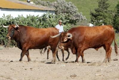 Private Visit to Brave Bull Private Visit to Brave Bull's Ranch & Jerez de la Frontera from Seville