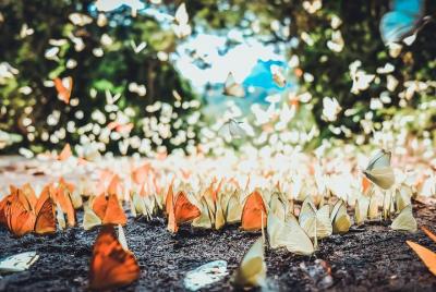 Private Day Tour: Cuc Phuong National Park from Hanoi Private Day Tour: Cuc Phuong National Park from Hanoi