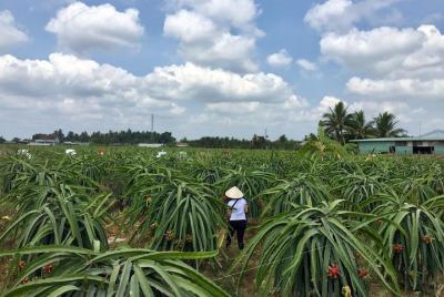 Unseen Authentic Mekong Delta Day Trip Unseen Authentic Mekong Delta Day Trip