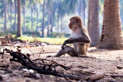 FULL-DAY CAN GIO - MONKEY ISLAND EXCURSION from HO CHI MINH CITY FULL-DAY CAN GIO - MONKEY ISLAND EXCURSION from HO CHI MINH CITY