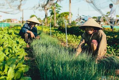Hoi An Fish & Rice full day tour - Visit Tra Que Vegetable village & Cam Thanh Hoi An Fish & Rice full day tour - Visit Tra Que Vegetable village & Cam Thanh