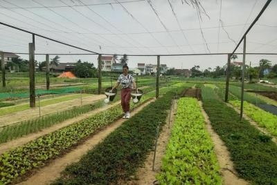 Discovering Hoi An Countryside Local style From Hoi an Discovering Hoi An Countryside Local style From Hoi an