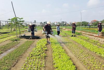 Tra Que Organic Vegetable Village - Farming & Cooking Experiences Tra Que Organic Vegetable Village - Farming & Cooking Experiences