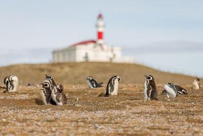 Half Day sailing Magdlena Island Penguin Colony Punta Arenas Octo Half Day sailing Magdlena Island Penguin Colony Punta Arenas Octo