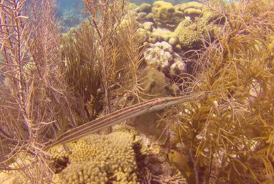 Guided scuba dive on Bonaire - Max. 3 guests shore dive Guided scuba dive on Bonaire - Max. 3 guests shore dive