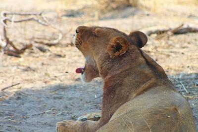 Moremi One Day Game Drive Safari Moremi One Day Game Drive Safari