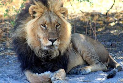 3 Day Central Kalahari Game Reserve Safari Tour 3 Day Central Kalahari Game Reserve Safari Tour