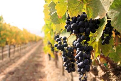 Niagara Wine Tour and Tastings with Included Transportation  Niagara Wine Tour and Tastings with Included Transportation