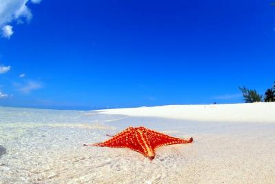 Starfish and Stingray City Adventure with Snorkeling