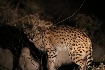 10-Day Small-Group Zakouma National Park Safari from Ndjamena