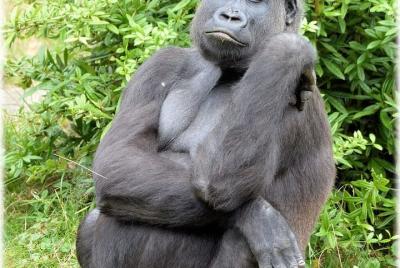 The DJA BIODIVERSITY RESERVE SAFARI 7D/6N