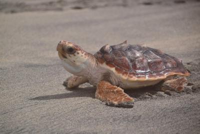 Salt: Experience with sea turtles Salt: Experience with sea turtles