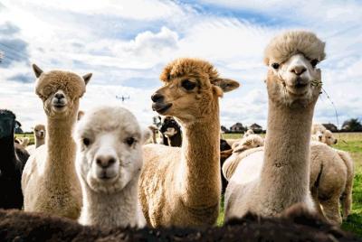 Visit the Alpaca farm near Florence + lunch Visit the Alpaca farm near Florence + lunch