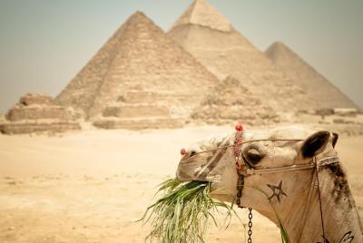 Camel Ride around the Pyramids During Sunrise Or Sunset
