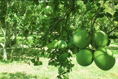 Half-day COUNTRYSIDE BY BICYCLE from HUE CITY