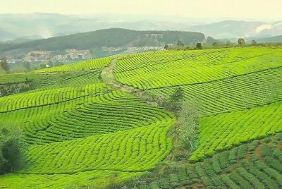 Da Lat Da Lat's New and Famous Tourist Attractions Day Tour