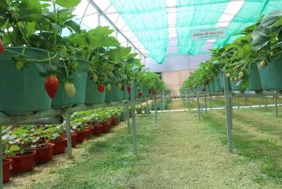 Đà Lạt 1 day countryside tour Đà Lạt 1 day countryside tour