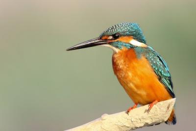 4 days Dalat bird watching tour 4 days Dalat bird watching tour