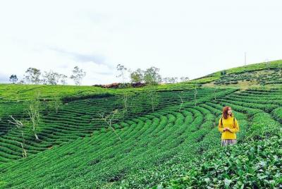 Private 3days 2 nights Da lat flower paradies from Saigon  Private 3days 2 nights Da lat flower paradies from Saigon