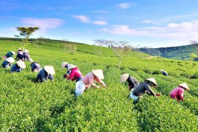 Dalat Garden Day Tour (TTV01)