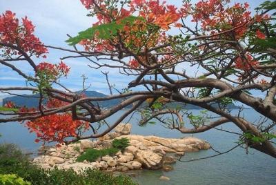 Combo one way airport transfer and half day Nha Trang city excurs Combo one way airport transfer and half day Nha Trang city excurs