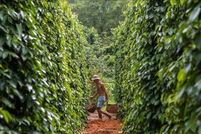 PHU QUOC Tour: Half- day Discovery The North of Island  PHU QUOC Tour: Half- day Discovery The North of Island