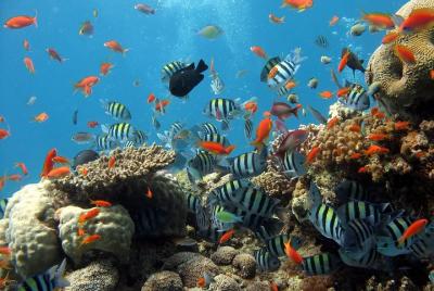 Snorkeling And Fishing To The South Phu Quoc Snorkeling And Fishing To The South Phu Quoc