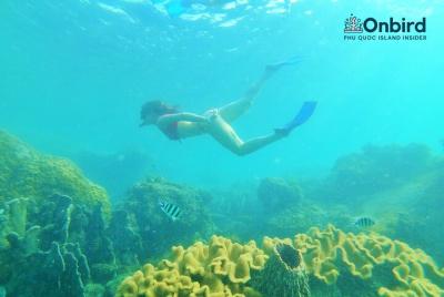 OnBird - The Unique Free-dive Trip in South Phu Quoc OnBird - The Unique Free-dive Trip in South Phu Quoc