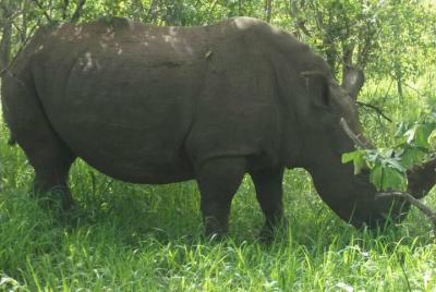 Game drive and short rhino walk