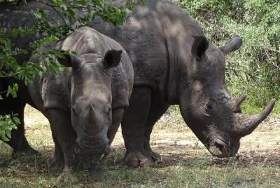 The Wild Rhino Safari Experience 