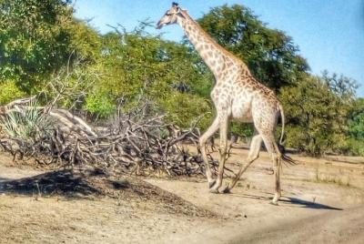 Game drive in the Mosi Oa Tunya National Park - Livingstone Game drive in the Mosi Oa Tunya National Park - Livingstone