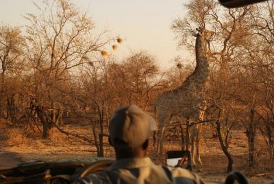 Game Drive+Rhino Viewing 