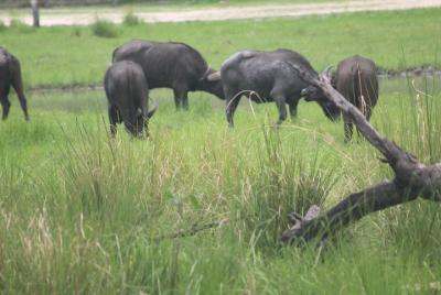 The Mosi oa Tunya National Park Game Drive