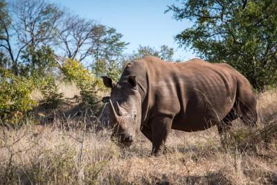 Game Drive & Rhino Viewing ( Game Drive and Walking Safari) Game Drive & Rhino Viewing ( Game Drive and Walking Safari)