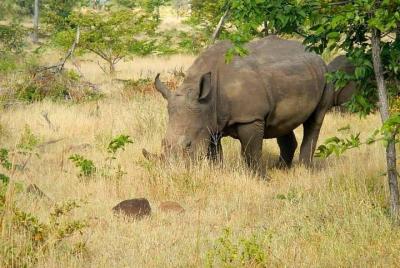 Private Rhino Encounter Walking Tour Private Rhino Encounter Walking Tour