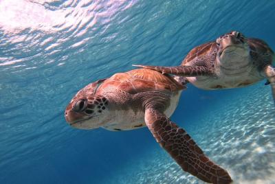 Swimming with sea turtles & Grote Knip Beach - Best island excurs