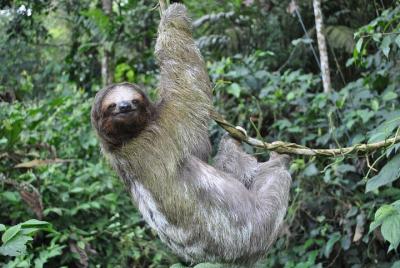 Hanging Bridges, La Fortuna Waterfall, Typical lunch and Arenal V Hanging Bridges, La Fortuna Waterfall, Typical lunch and Arenal V
