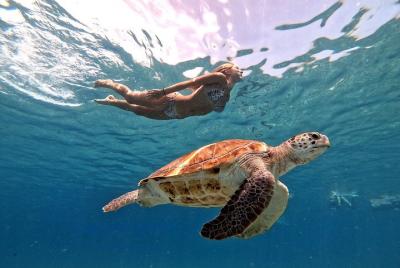 Swimming with sea turtles incl. professional pictures. Pefect for