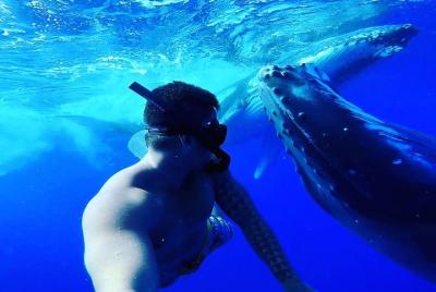 Swim with humpback whales  Swim with humpback whales