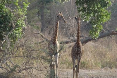 Safari To Fathala, Senegal Safari To Fathala, Senegal