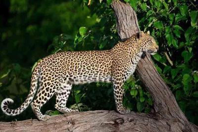 10 Day Zimbabwe and Chobe NP Tour 10 Day Zimbabwe and Chobe NP Tour